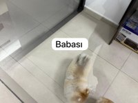 Ayı surat pomeranian boo