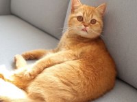 Yetişkin British Shorthair Red Kısır Dişi