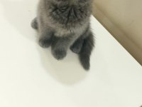 British shorthair 4 aylık yavru