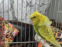 Japones muhabbet kuşu