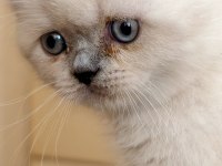 Blue point british shorthair