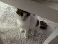 AŞILARI TAM ÜCRETSİZ SAHİPLENDİRİLİCEK UYSAL KEDİDİR