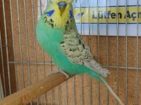 Yavru Show Jumbo Muhabbet Kuşlar