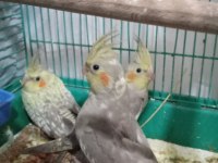 4 tane sultan papağanı sahiplendirme