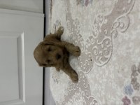 Maltipoo yavrular