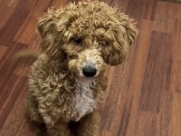 Güzel maltipoo kızımız izmir