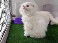 Irk Ve Sağlık Garantili Scottish Fold