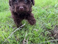 Brown korea kan erkek poodle