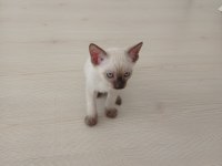 Siyam kedisi yavrusu 3 aylık