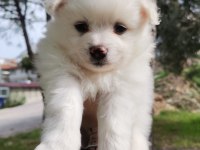 2 aylık pomeranian yavrular