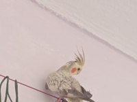 Bir buçuk aylık ve 4 aylık sultanlar mevcut