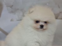 Show kalite pomeranian boo