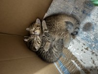 Benzersiz 4 british shorthair yavrumuz