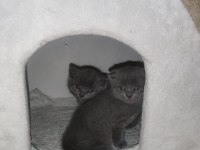 45 Günlük Yeni Scottish Fold Bebişler Yuva arıyor