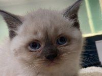 British shorthair blue point ve gri dişi yavru