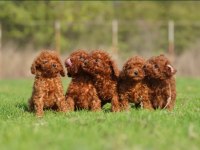 Irkının en güzeli toy poodle yavrular