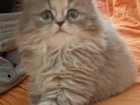 BRİTİSH LONGHAİR BAL BEBEKLER