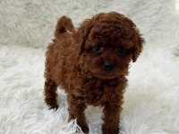 Biblo gibi poodle bebek