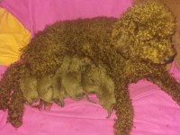Dostunuz Toy Poodle
