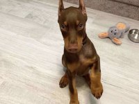 Kızıl ve siyah doberman