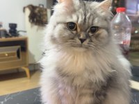 British longhair kedimiz