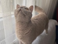 Acil satılık british shorthair