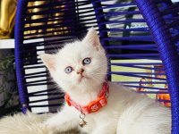British shorthair blue point