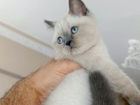 Blue point dişi british shorthair