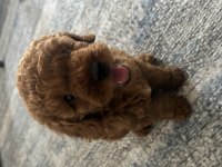 ACİL SAHİPLENDİRME POODLE KÖPEĞİMİZ