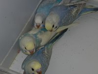 iki adet dişi ve erkek muhabbet kuşu acil