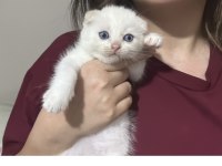 Scottish Fold Yavrular