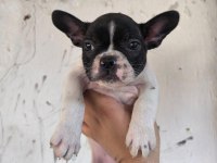 Kaliteli ve Özel renkli French Bulldog Yavrular