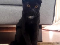 ÜCRETSİZ - Scottish Fold ve Bombay Kırması Bal Gözlü