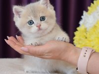Son Kalan Özel Golden Yavru Kedimiz