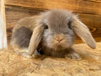 HOLLANDA MİNİ VE CÜCE TAVŞAN GONDERILIR