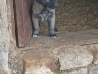 KANGAL SİVASTAN ALINIR KALİTE AYI BOĞANLAR