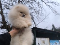 İstanbul beykoz pomeranian boo