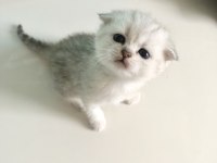 Yavru scottish fold