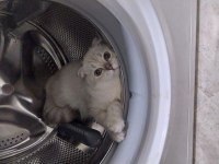 1 yaşında scottish fold erkek