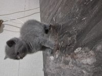 Yavru kedilerimizi sahiplendirme