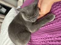 British shorthair macuna aile olmak ister misiniz