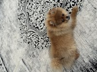 POMERANİAN BOO KÖPEĞİ