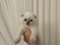 SCOTTISH FOLD BLUE POİNT YAVRULARIM