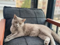 Sahiplendirilecek british shorthair kedimiz