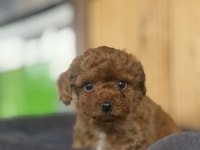Show kalite poodle yavrularımız