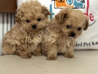 Wc eğitimli aşılı pasaportlu maltipoo yavrularımız