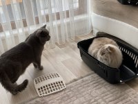 07.04.2023 Doğumlu British Shorthair Yavrular