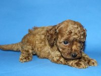 Tea Cup Toy Poodle Yavru