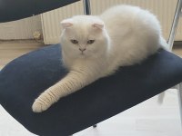Beyaz Scottish Fold Erkek