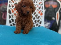 Ömürlük poodle yol arkadaşı